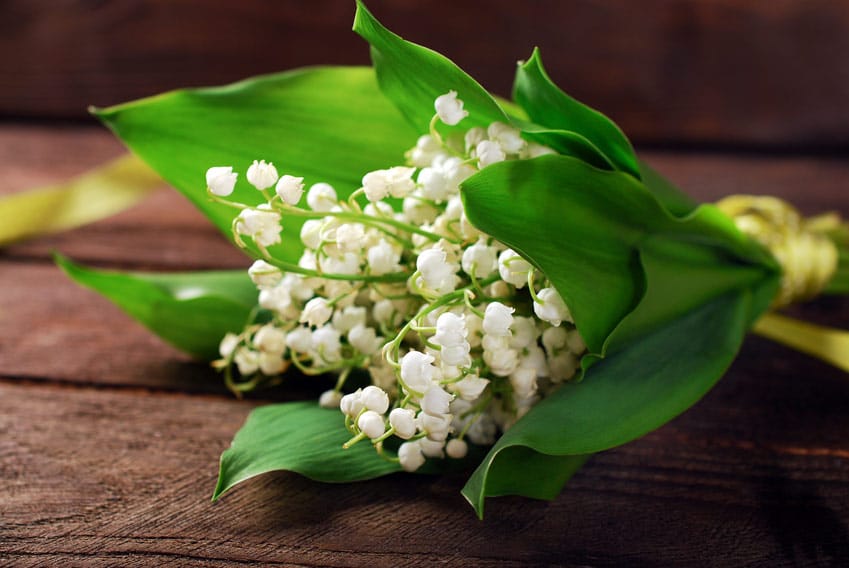 lilyofthevalley