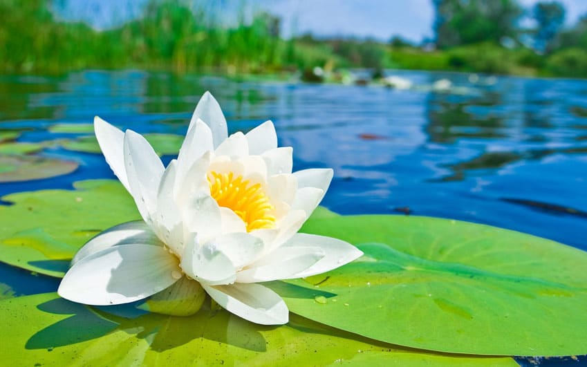 white-lotus