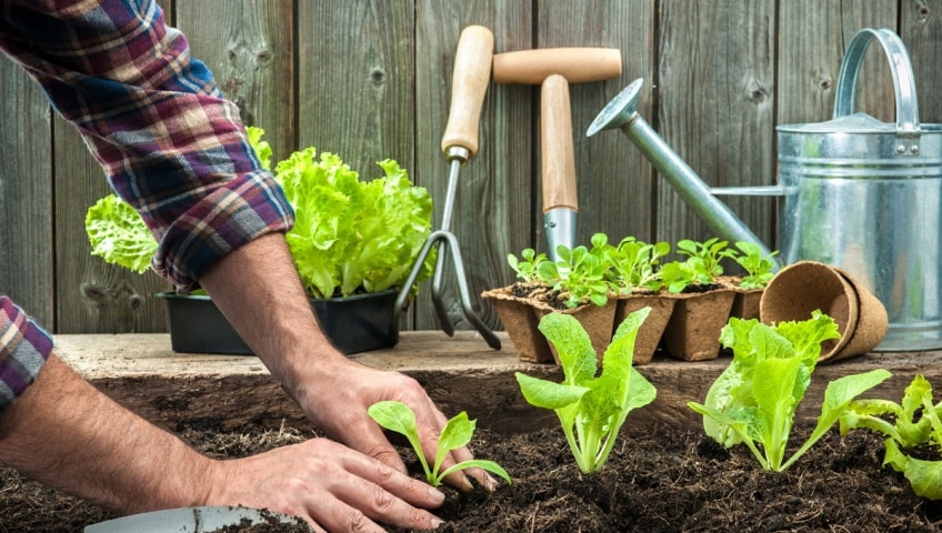 organic gardening at home