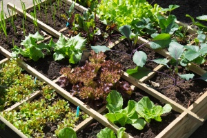 home vegetable garden