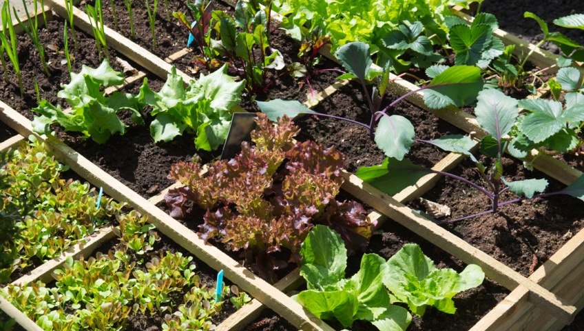 home vegetable garden