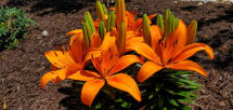 Asiatic Lily - landscaping evansville indiana