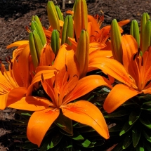 Asiatic Lily - landscaping evansville indiana